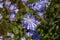 Selective focus shot of blooming purple Cichorium flower