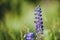 Selective focus shot of  a blooming purple Lupin flower in a field