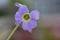 Selective focus shot of a blooming purple wood-sorrel flower