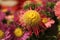 Selective focus shot of blooming Pyrethrum flowers