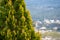 Selective focus shot of blooming tree with Salsomaggiore Terme little town in background