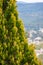 Selective focus shot of blooming tree with Salsomaggiore Terme little town in background