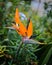 Selective focus shot of a blooming vibrant Bird of Paradise flower in a garden