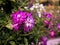 Selective focus shot of blooming vibrant purple violets