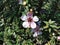 Selective focus shot of blooming white and pink Manuka flowers