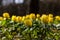 Selective focus shot of blooming winter Aconite flowers