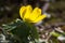 Selective focus shot of blooming winter Aconite flowers