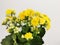 Selective focus shot of blooming yellow kalanchoe