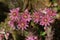 Selective focus shot of blossoming pink sempervivum tectorum flowers