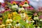 Selective focus shot of  blossoms of white coneflowers (rudbeckia) in full bloom