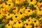 Selective focus shot of  blossoms of yellow coneflowers in full bloom