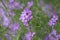 Selective focus shot of blue phlox wildflowers on the Missouri prairie with a blurred background