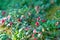 Selective focus shot of branches of lingonberry bush