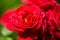 Selective focus shot of bright red roses with some droplets on them