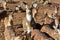 Selective focus shot of brown deers in the farm