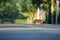 Selective focus shot of a brown hare crossing the road