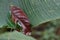 Selective focus shot of a brown leaf on a big green leaf captured in Monteverde, Costa Rica