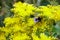 Selective focus shot of a bumblebee feeding on yellow Sedum rupestre flower