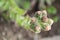 Selective focus shot of a bunch of buds with a blurred background