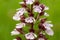 Selective focus shot of a burnt orchid flower