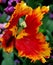 Selective focus shot of the Caesalpinia flower blooming on Mainau island in Germany