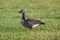 Selective focus shot of Canada Goose in green grass in West Virginia\\\'s Canaan Valley State Park