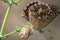 Selective focus shot of Chapman`s Blue butterfly