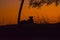 Selective focus shot of Cheetah Cubs in the golden hour