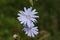Selective focus shot of Chicory common flowers in the greenery