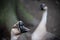 Selective focus shot of a Chinese goose\'s head with another goose in the background