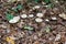 Selective focus shot of Clouded Funnel Mushrooms in Thornecombe Woods, Dorchester, Dorset, UK