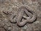 Selective focus shot of a coiled rhombic egg-eater snake on a forest floor