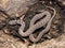 Selective focus shot of a coiled rhombic egg-eater snake on a forest floor