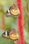 Selective focus shot of a colorful butterflies on a plant.