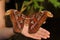 Selective focus shot of a colorful butterfly Attacus atlas on children hand