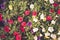 Selective focus shot of colorful calibrachoa flowers in the daylight