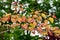 Selective focus shot of a colorful Flame thrower heart shape leaves