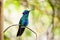 Selective focus shot of the colorful hummingbird on a branch