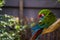 Selective focus shot of colorful macaw perched on tree bran