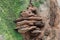 Selective focus shot of a common perennial bracket fungus on a mossy texture