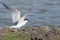 Selective focus shot of a common tern on the beach