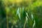 Selective focus shot of common wild oat leaves