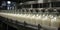 A selective focus shot of complete milk bottling line in a factory. Generative AI