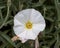 Selective focus shot of  Convolvulus cneorum blossom