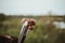 Selective focus shot of cooking tongs holding a piece of a grilled meat