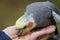 Selective focus shot of corella parrot feeding out of female hand