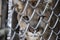 Selective focus shot of a cougar looking at the camera through a metal fence