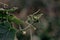 Selective focus shot of cucumber leaves