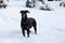 Selective focus shot of a cute black Dobermann wandering in the winter wonderland