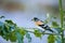 Selective focus shot of a cute brambling bird sitting on a tree branch with a blurred background